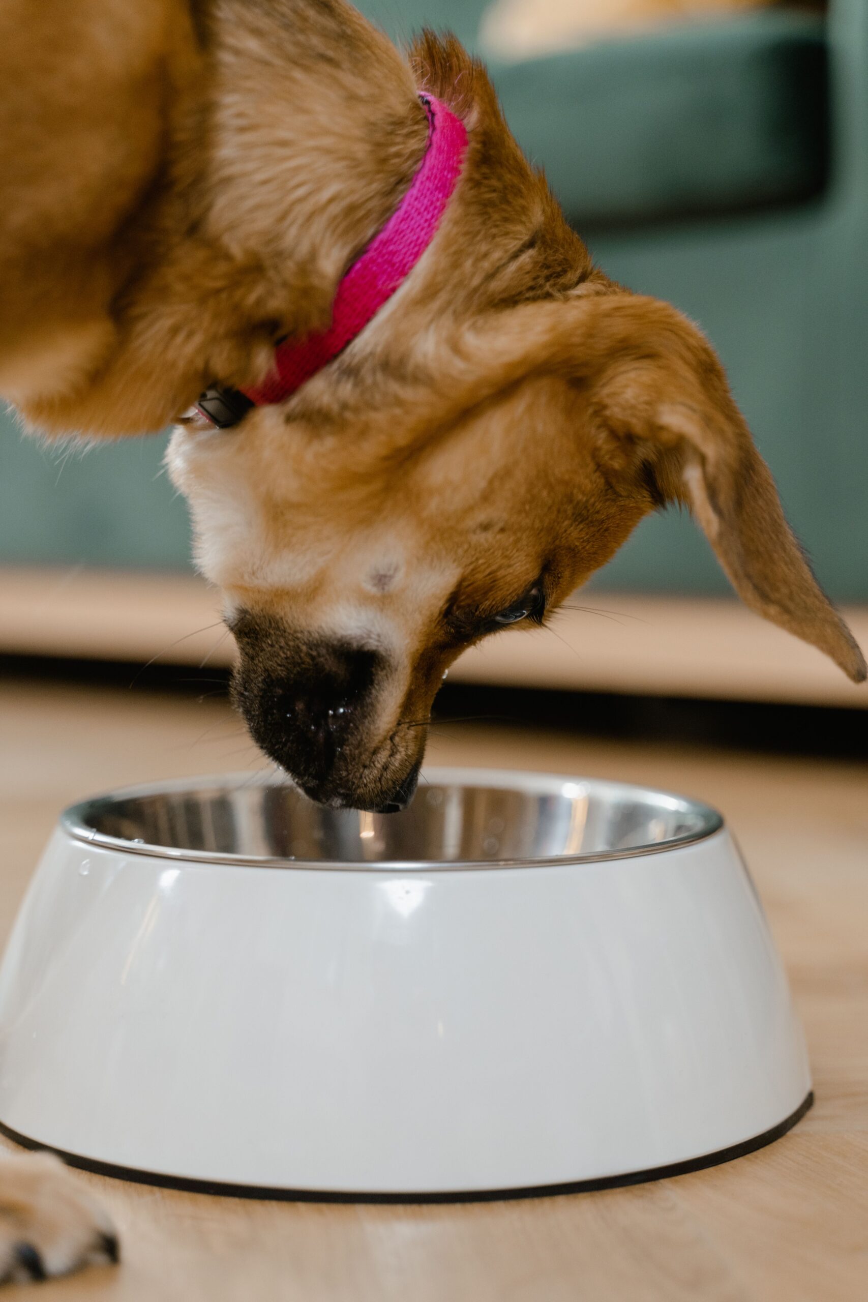 A brown puppy eating dry kibble from a metal bowl indoors