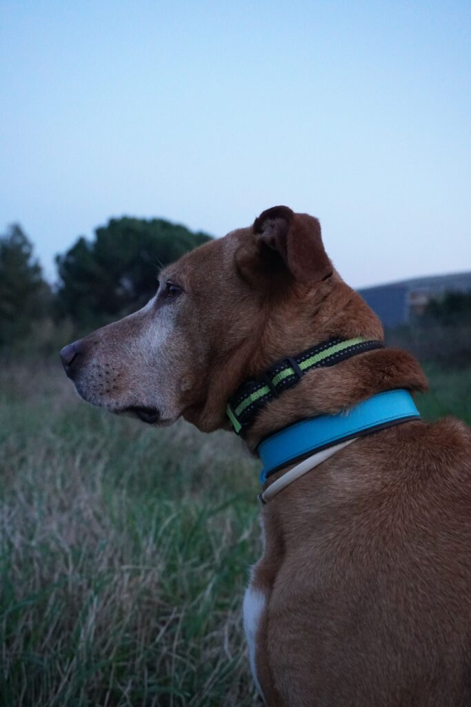 A dog wearing a blue collar sitting in a grassy area at twilight