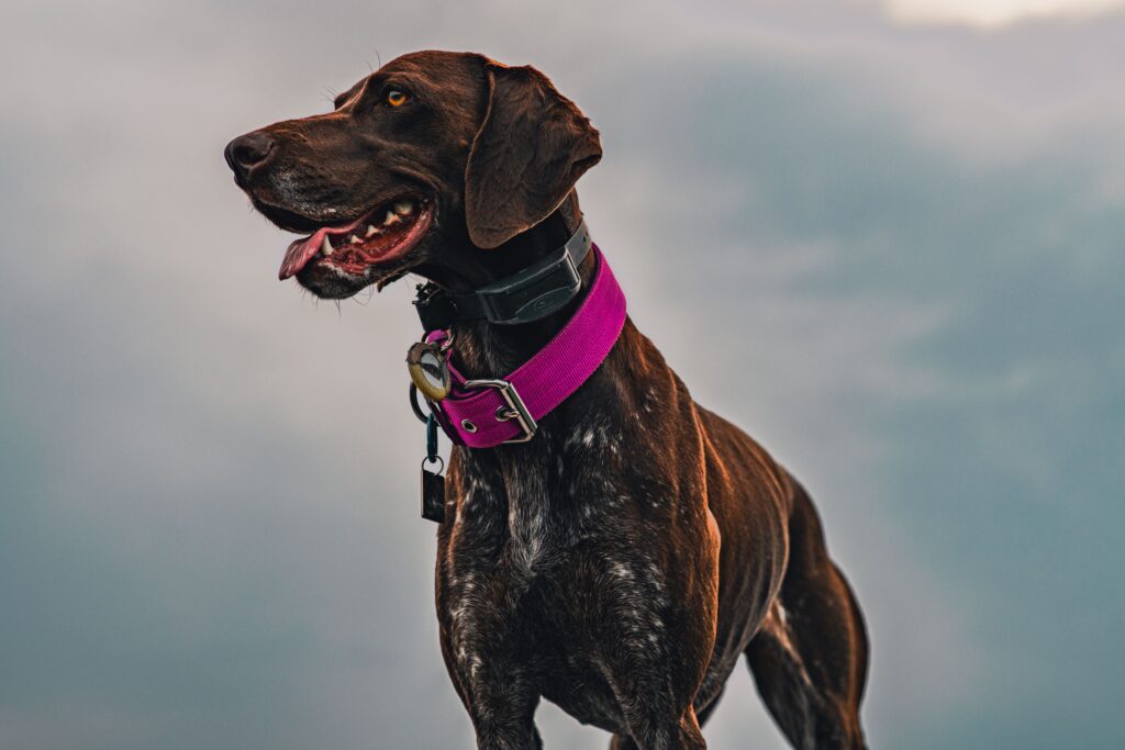 A healthy short haired dog with a purple collar standing outdoors