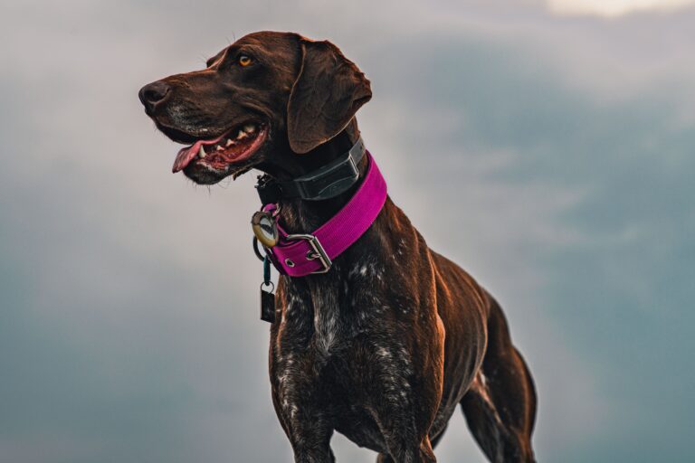 A healthy short haired dog with a purple collar standing outdoors