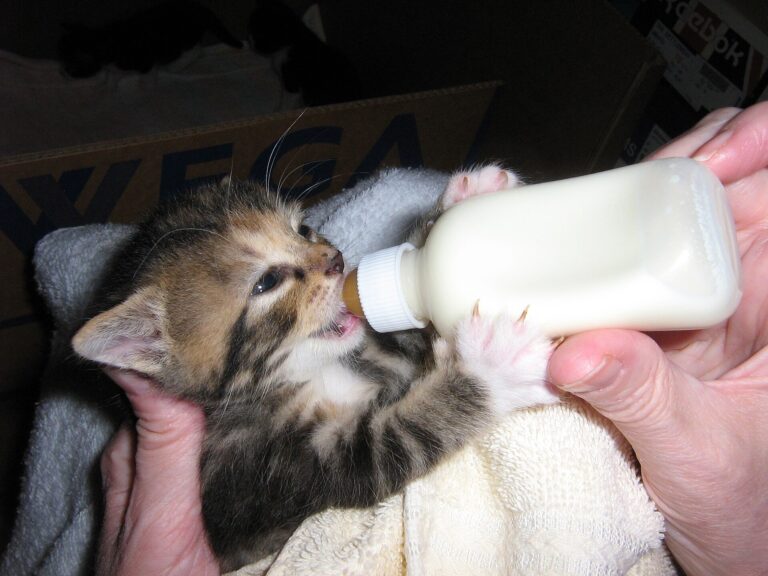 A kitten wrapped in a towel drinking from a feeding bottle