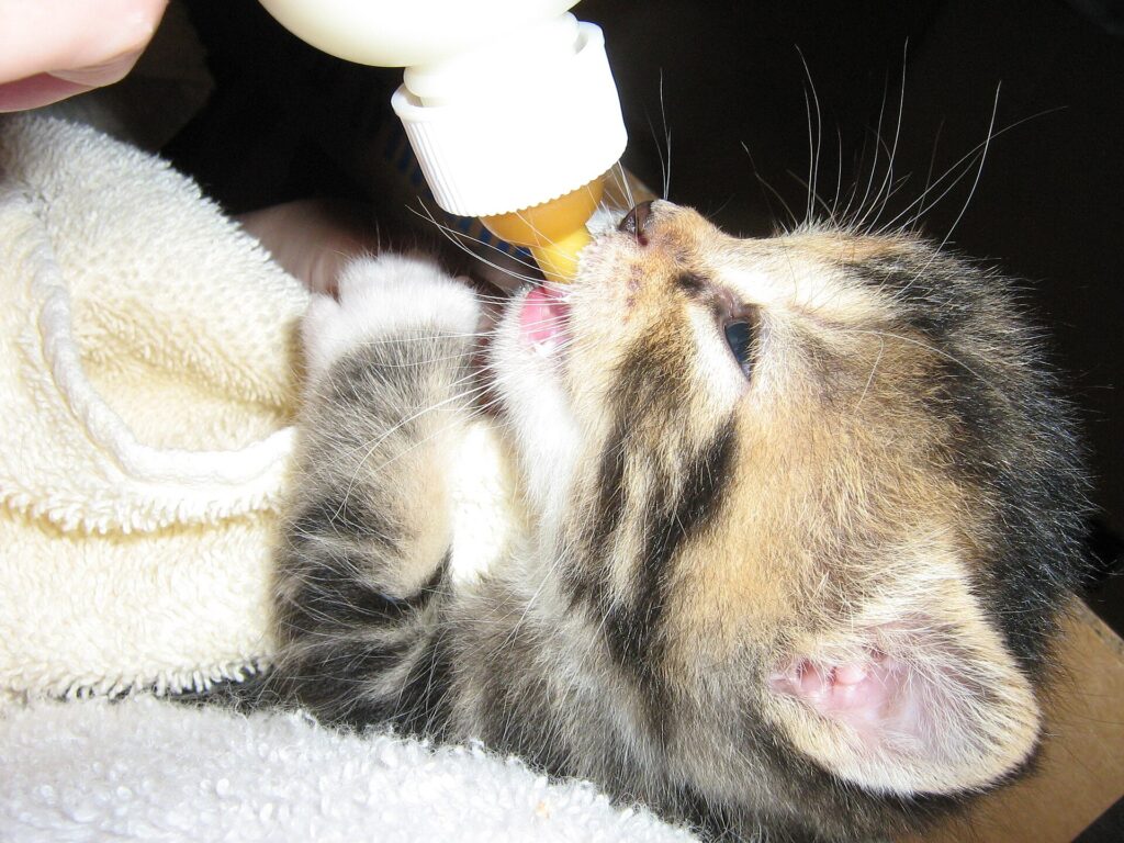 A newborn kitten wrapped in a towel being bottle fed