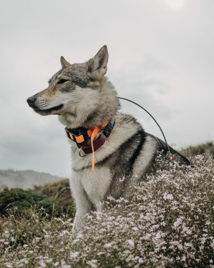 A Siberian Husky with a bright collar standing in a flower filled meadow
