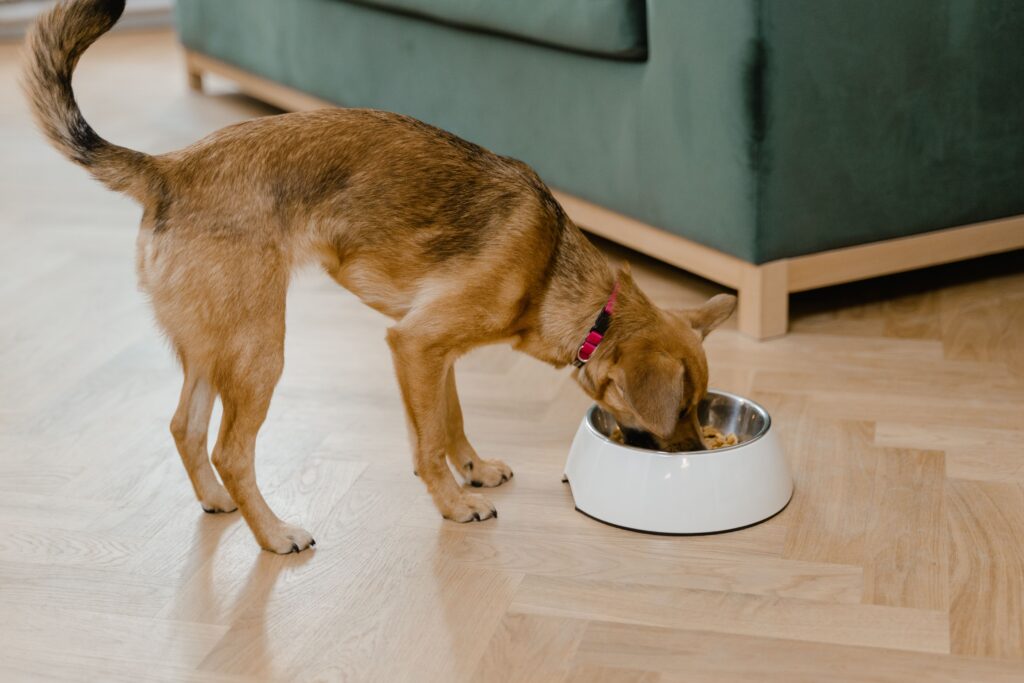 A small brown puppy eating from a bowl on a hardwood floor