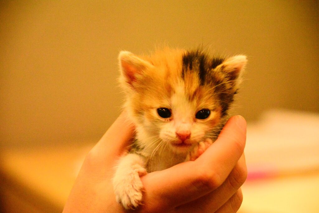 A very small kitten held gently in a pair of cupped hands