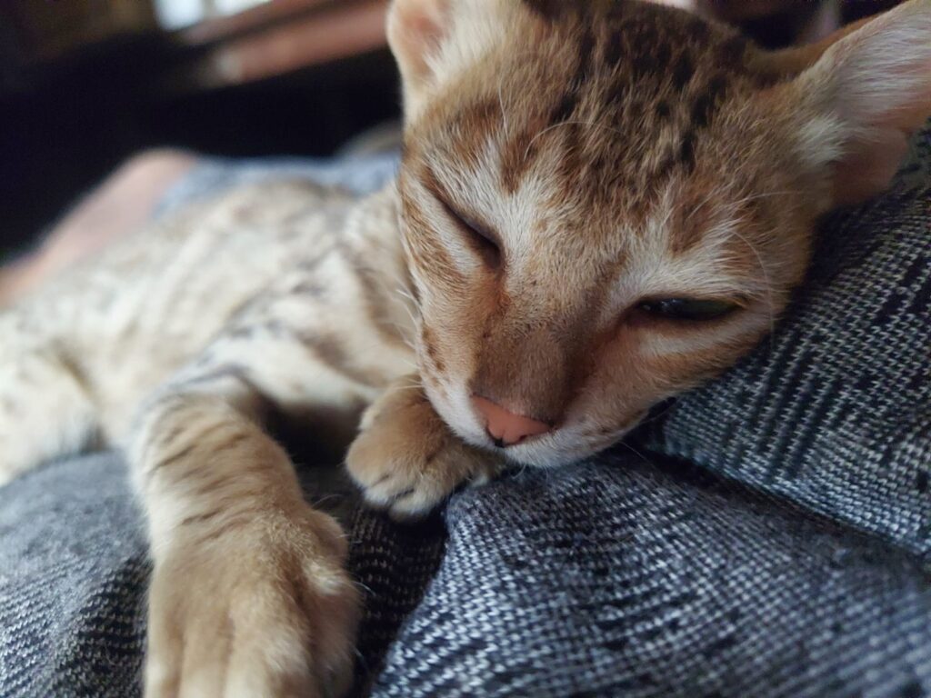 A young kitten asleep on a soft blanket