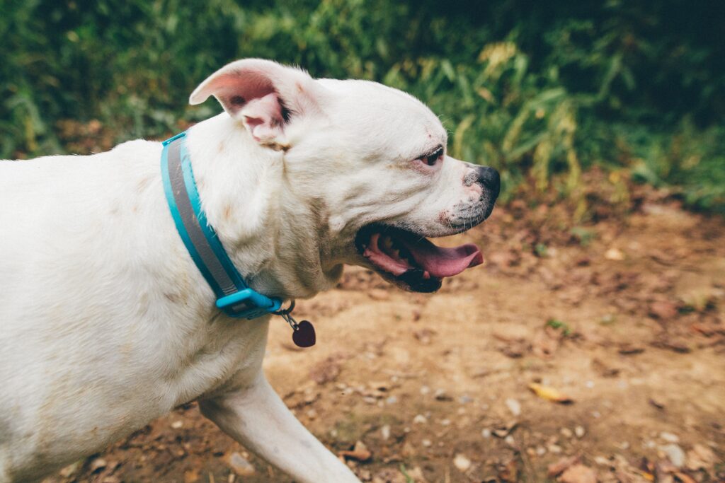 An American Bulldog wearing a collar running through a sunny park