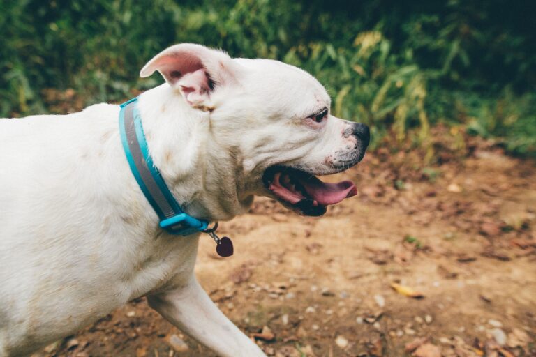 An American Bulldog wearing a collar running through a sunny park