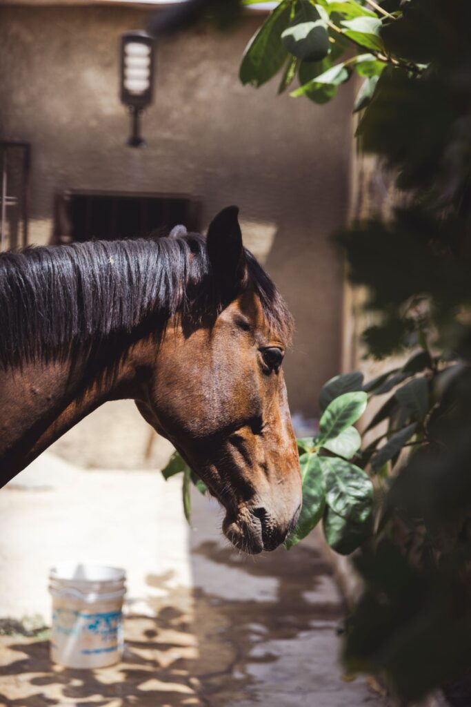 Brown horse in a stable yard, well-maintained with healthy coat