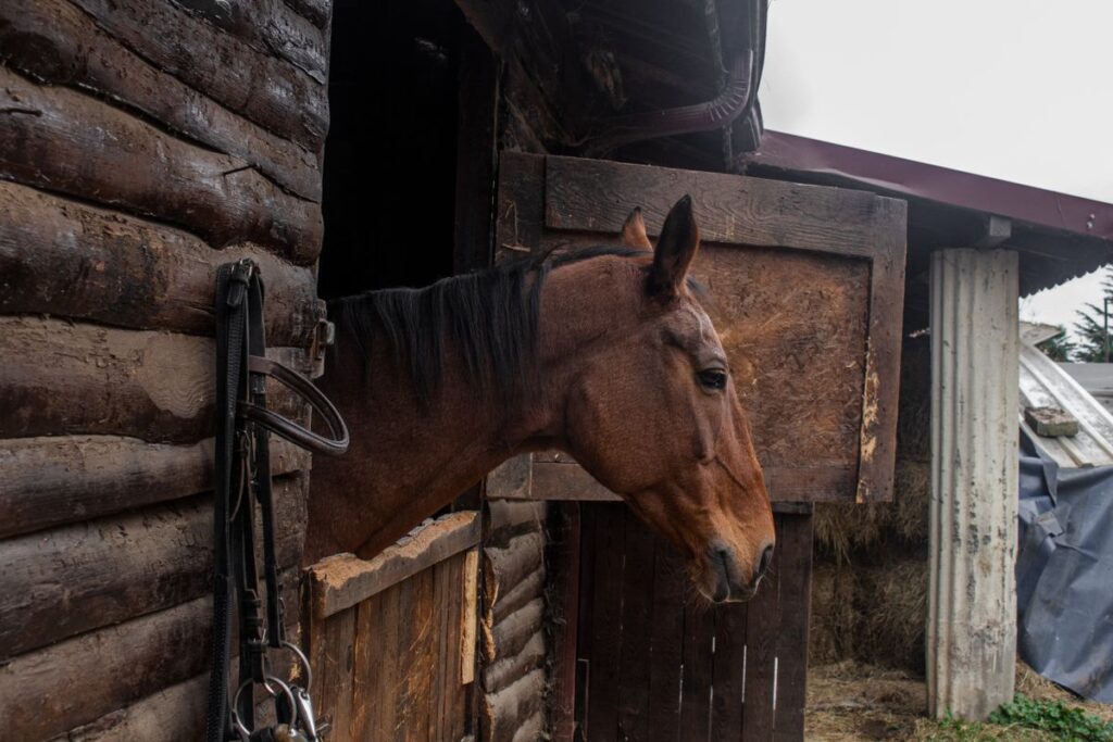 Brown horse peeking through a rustic wooden barn window