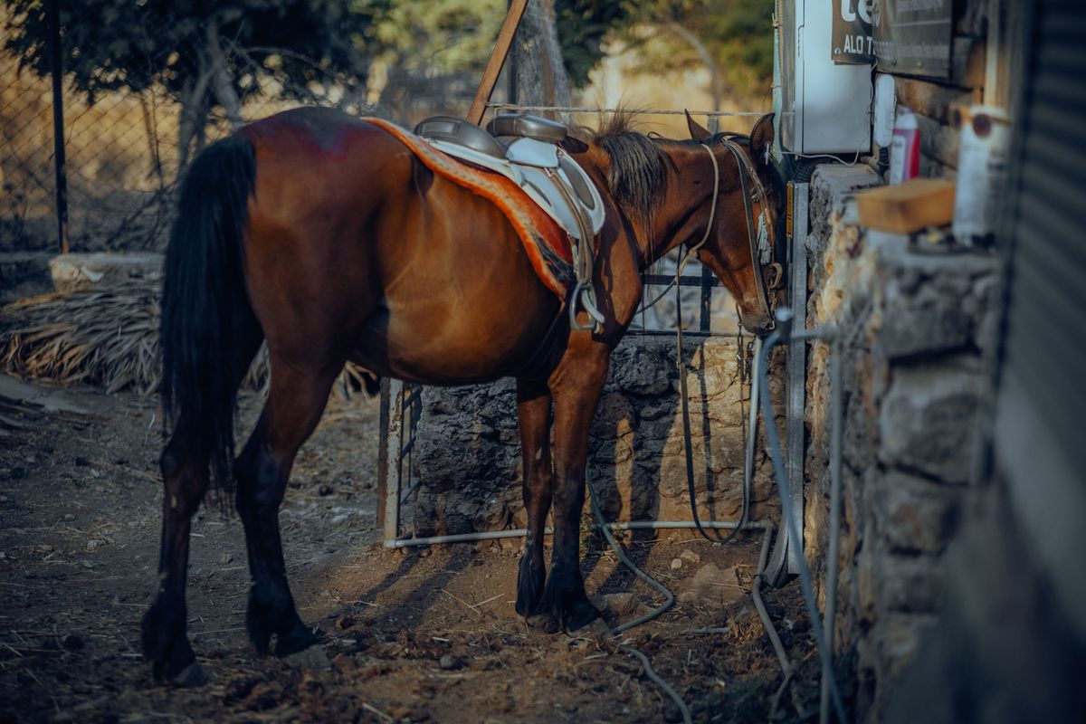 Brown horse standing outdoors wearing a properly fitted western saddle