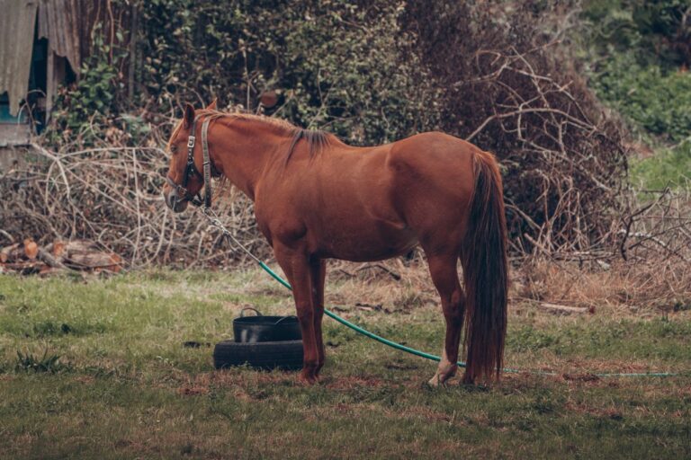 Chestnut horse standing in a rural field with a healthy natural winter coat