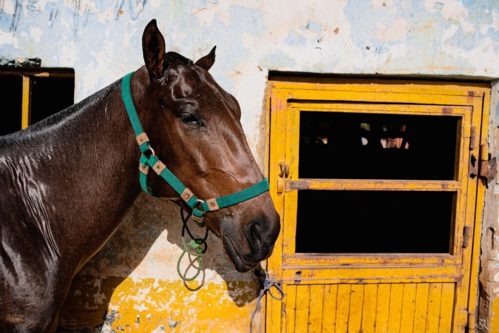 Close-up of a horse wearing a brown harness near a yellow stable wall