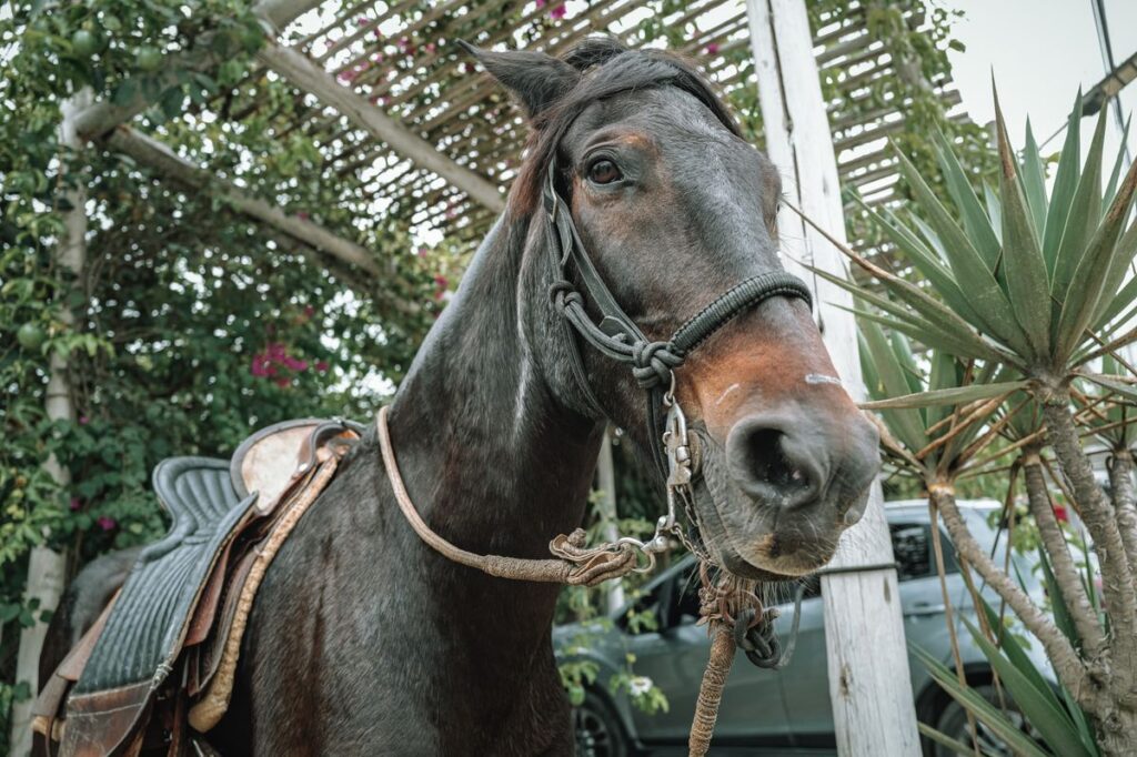 Close-up of a saddled horse in a lush outdoor garden setting