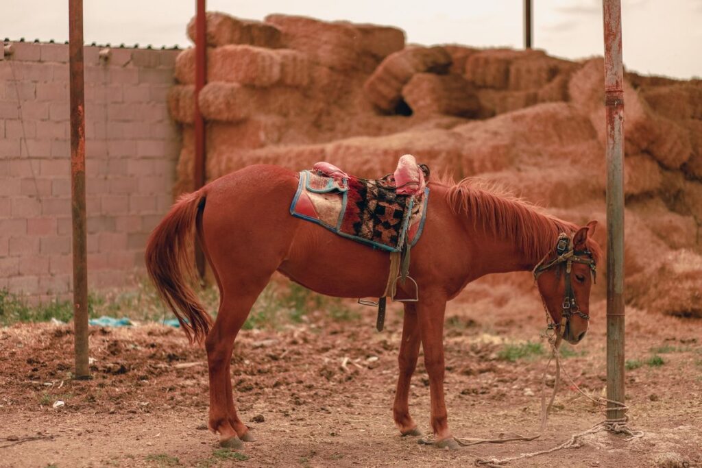 Saddled horse standing in a rural paddock surrounded by hay bales